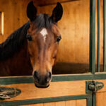 Où trouver une pension cheval autour de moi ? Cheval-dans-son-étable-avec-curiosité